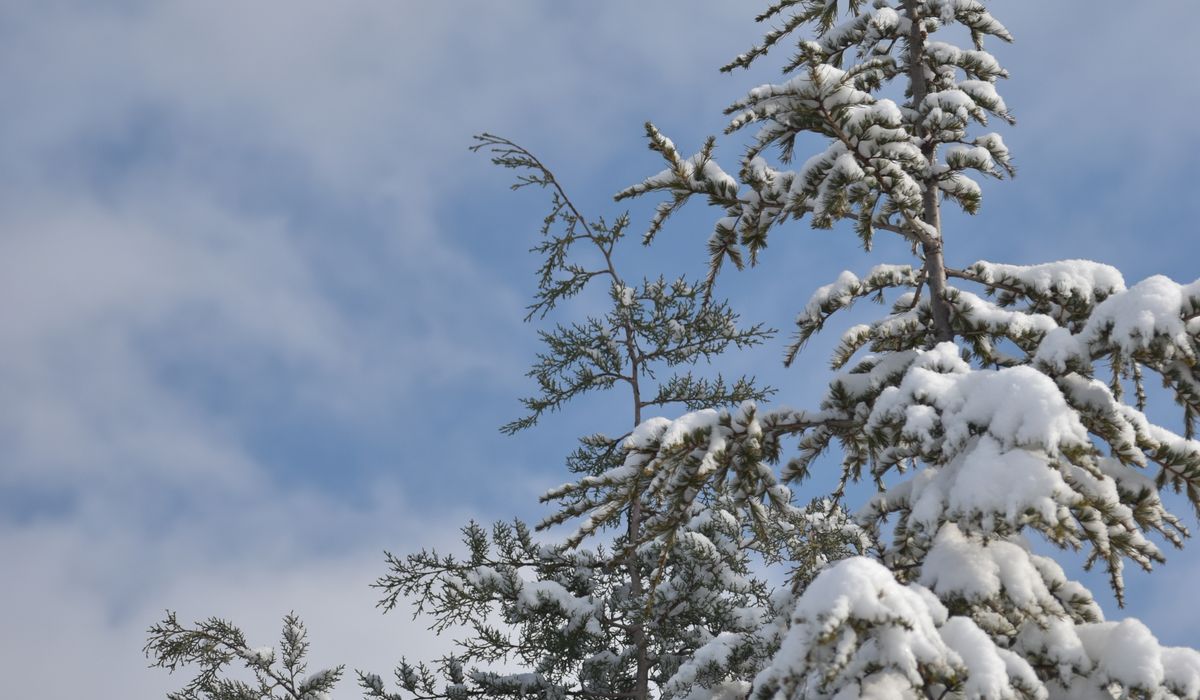 Frost & Cedar