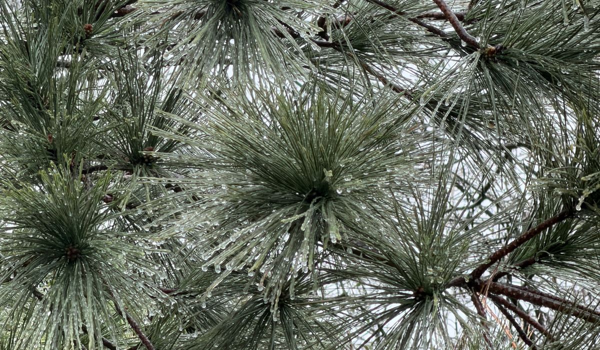 Frost & Cedar