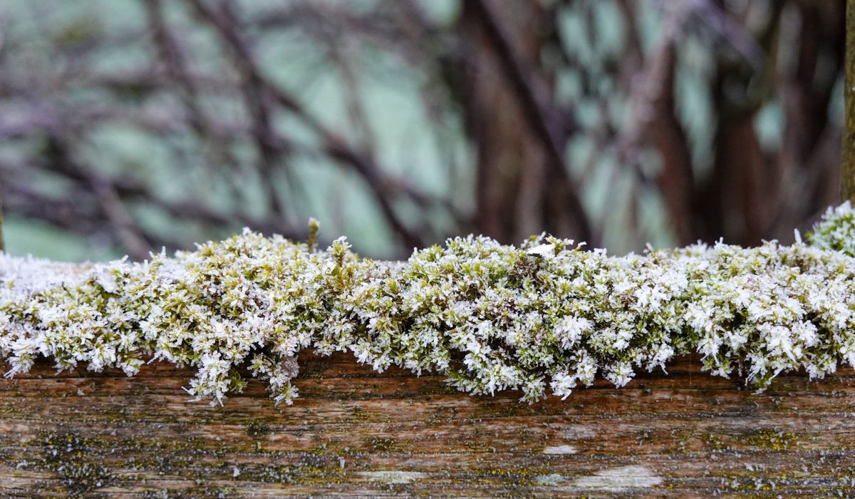 Frost & Cedar