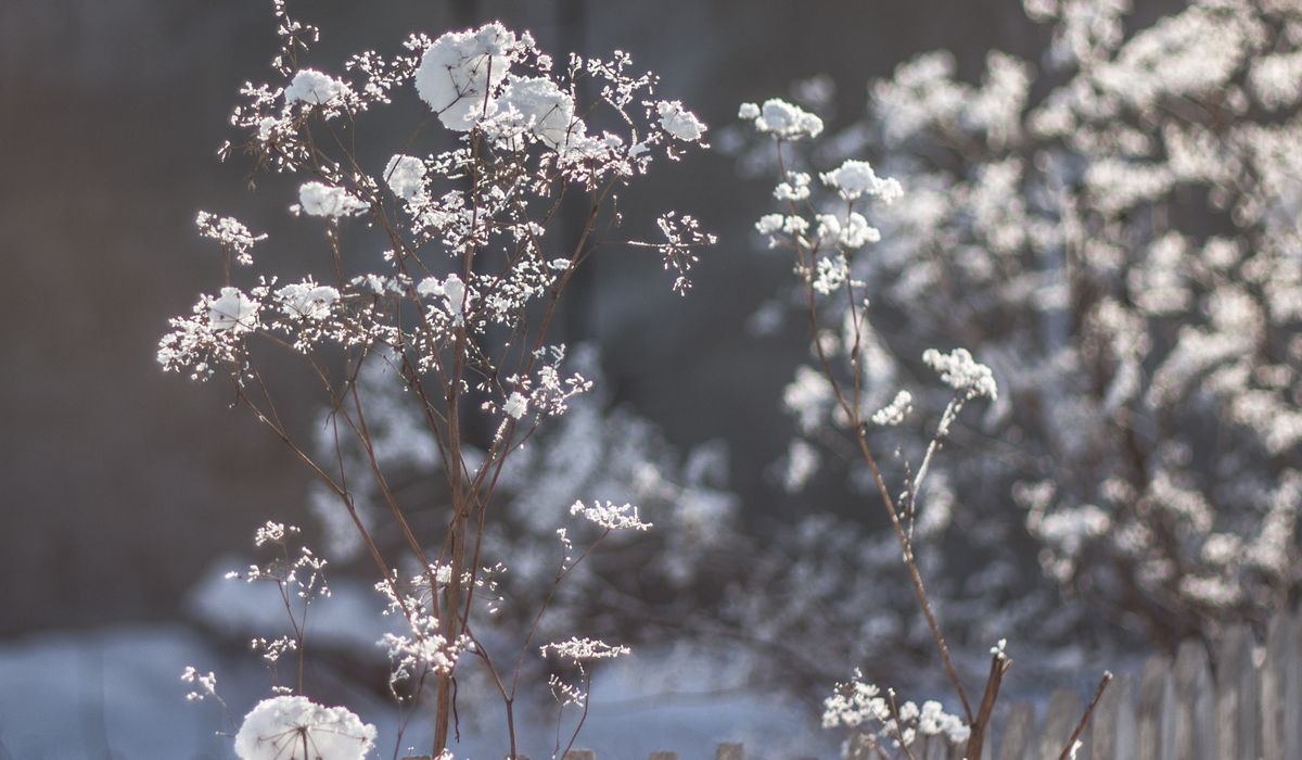 Frost & Cedar