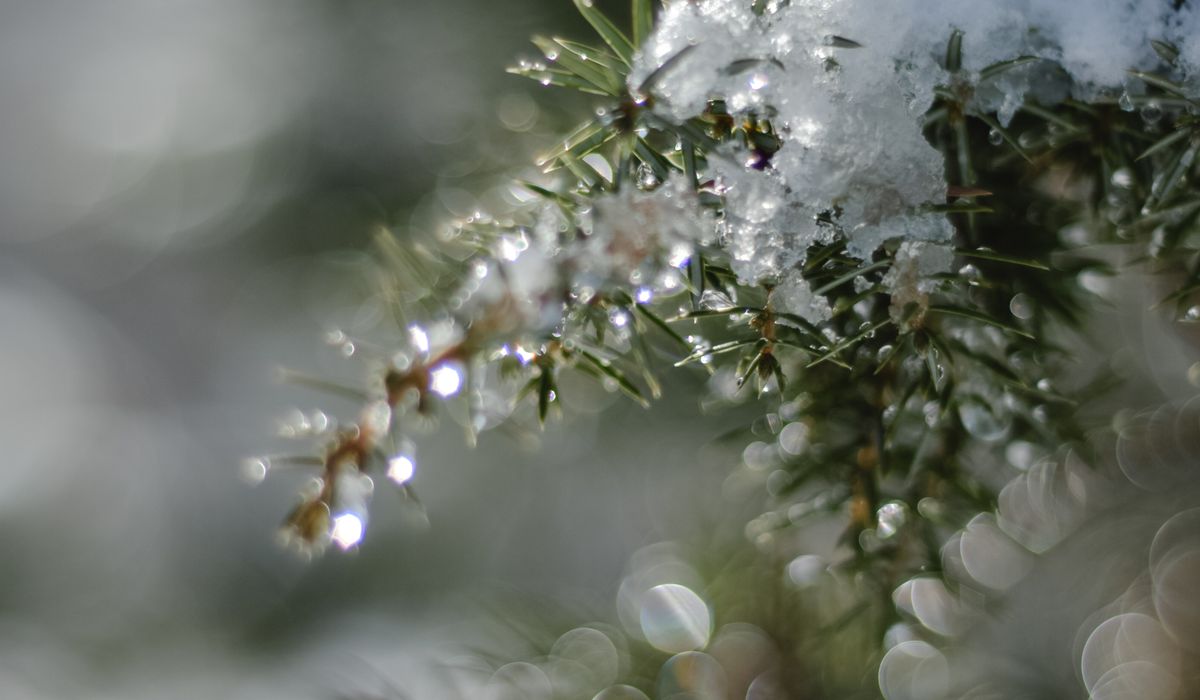 Frost & Cedar