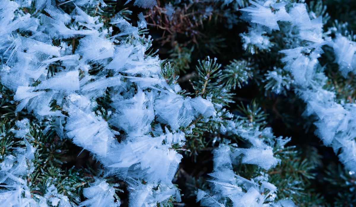 Frost & Cedar