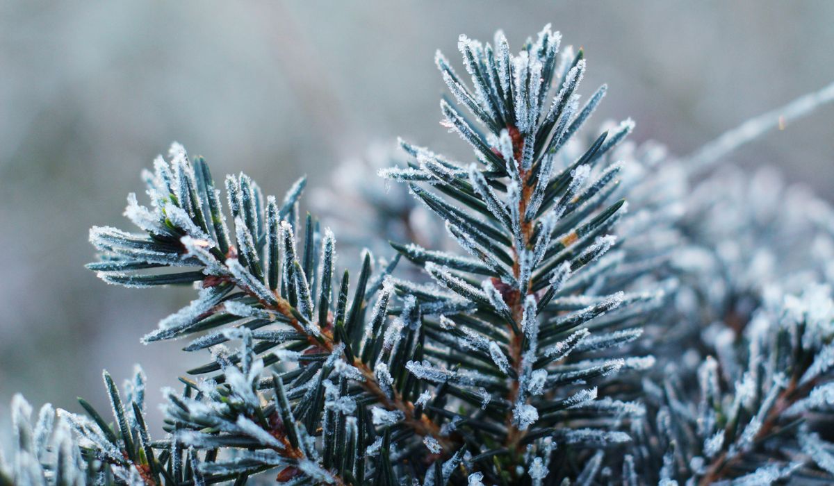 Frost & Cedar