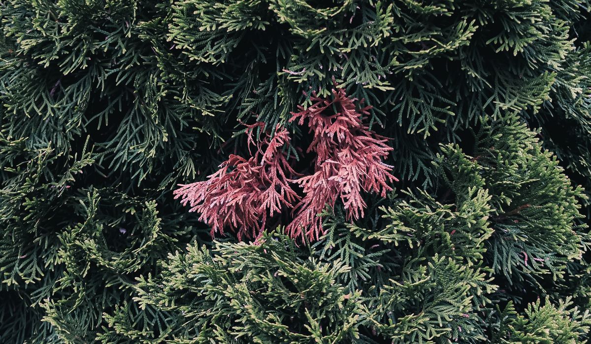 Frost & Cedar