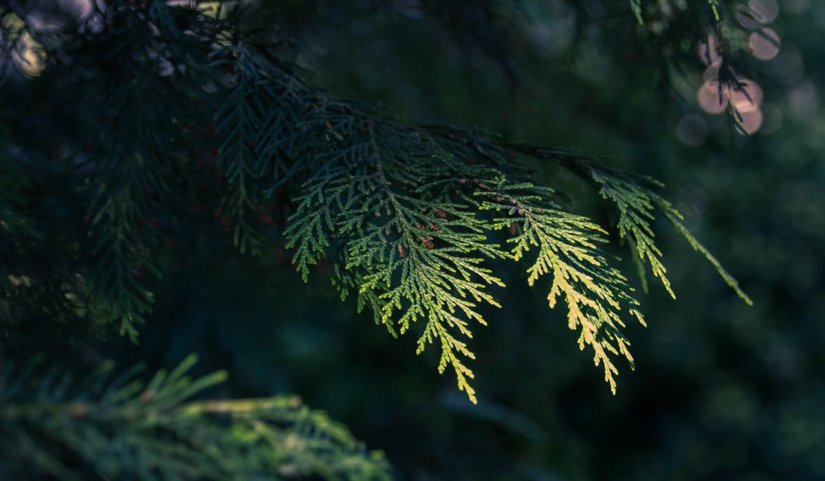 Frost & Cedar