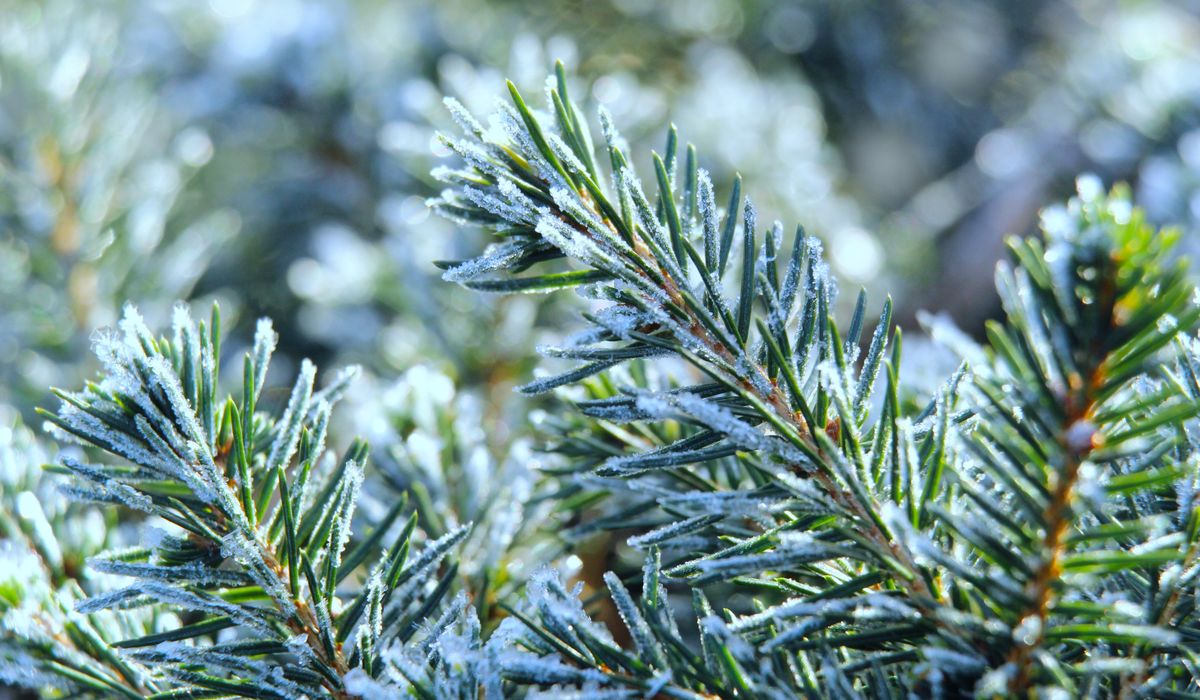 Frost & Cedar