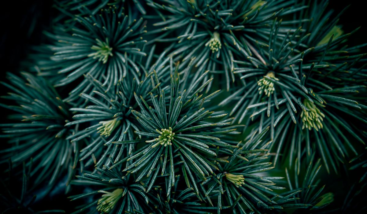 Frost & Cedar