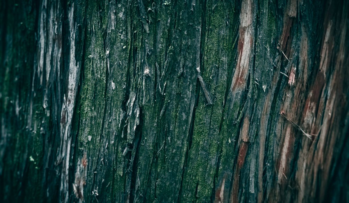 Frost & Cedar