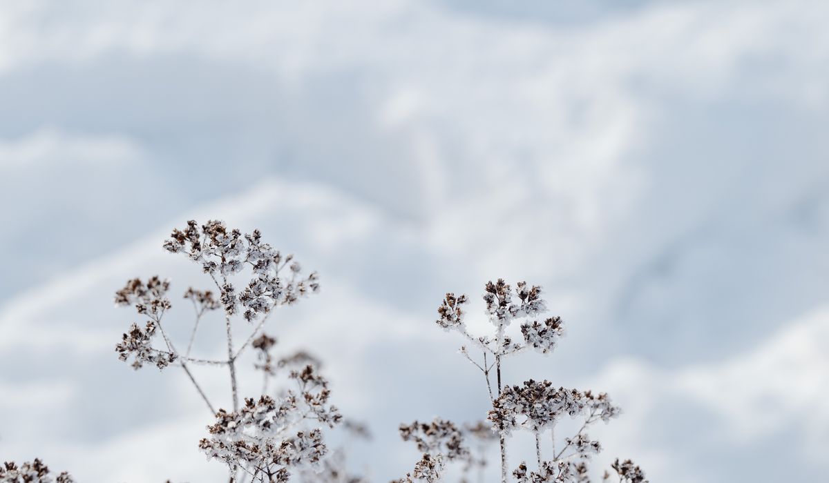 Frost & Cedar