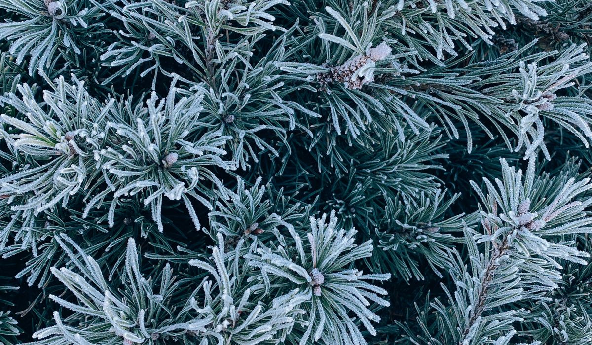 Frost & Cedar