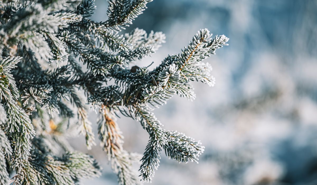 Frost & Cedar