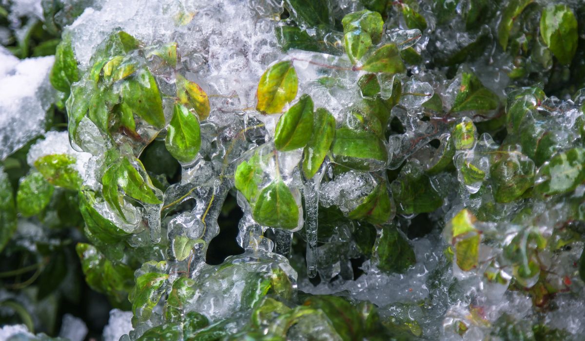 Frost & Cedar