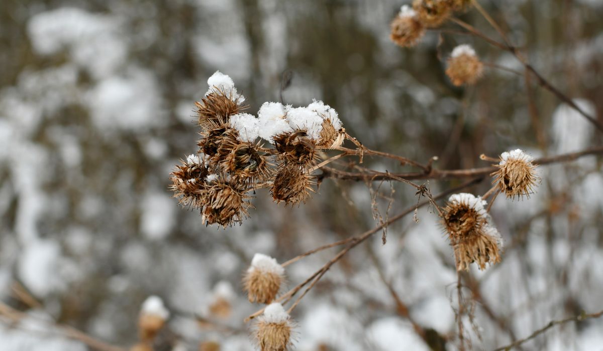 Frost & Cedar