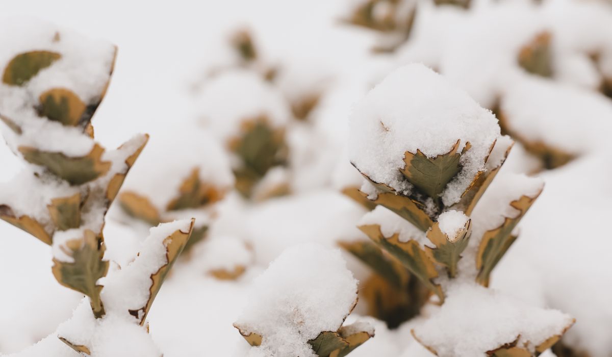 Frost & Cedar