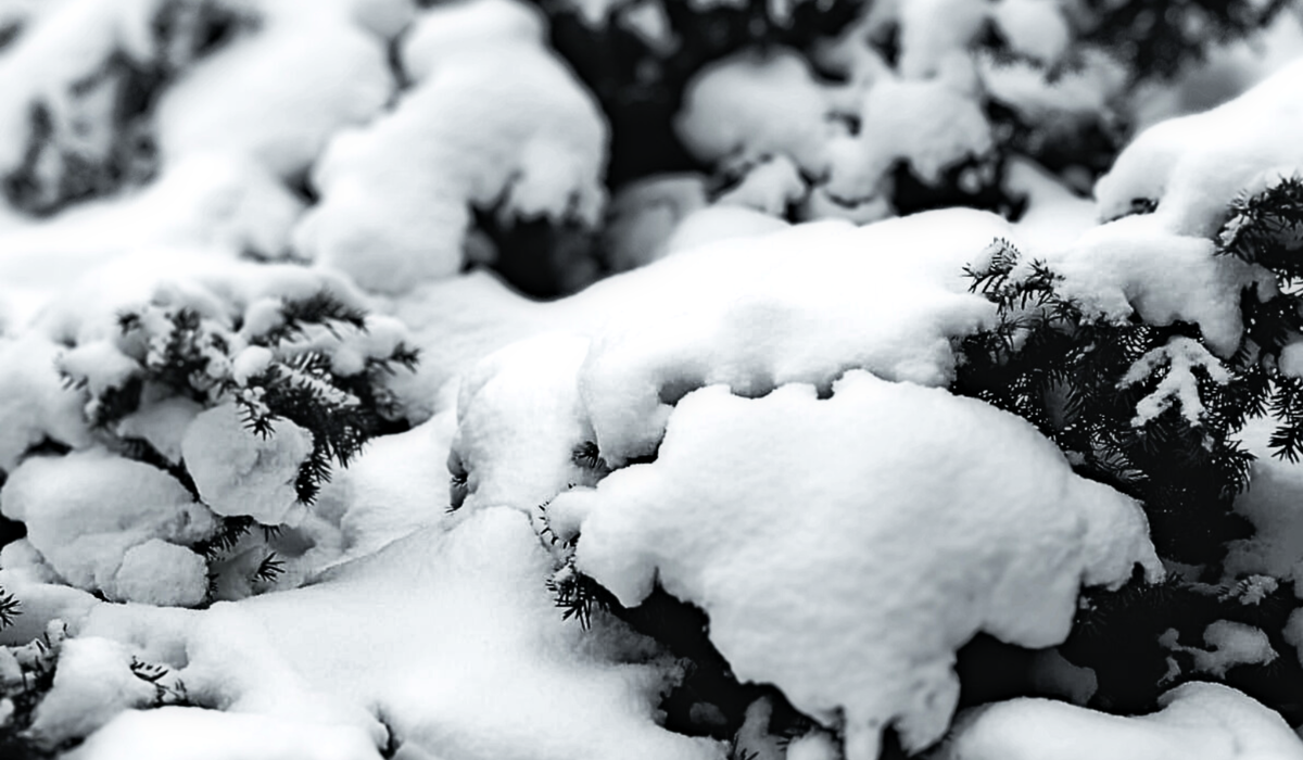 Frost & Cedar
