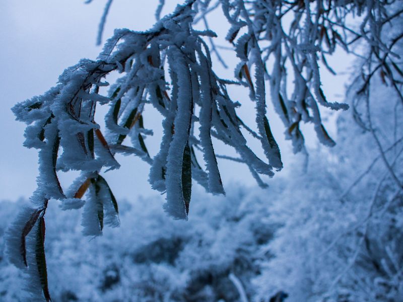 Frost & Cedar