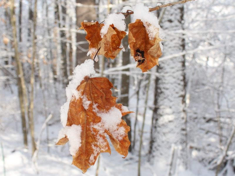 Frost & Cedar