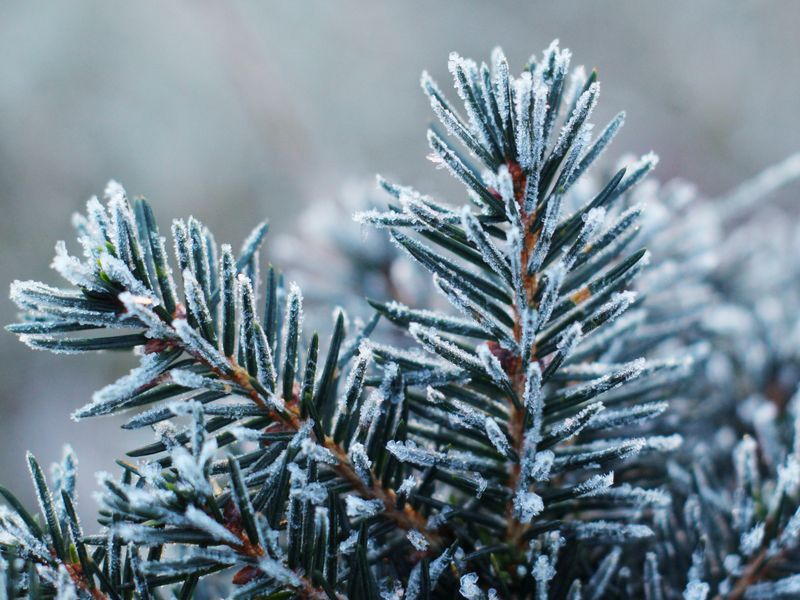 Frost & Cedar