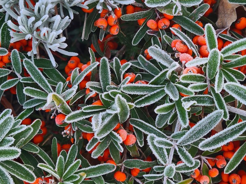 Frost & Cedar