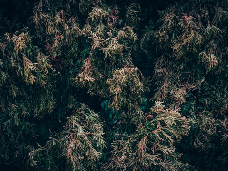 Frost & Cedar