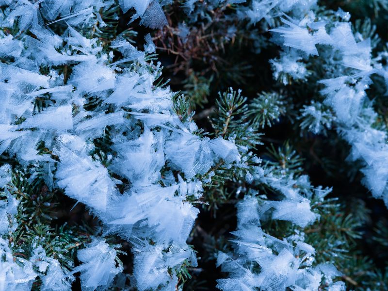 Frost & Cedar