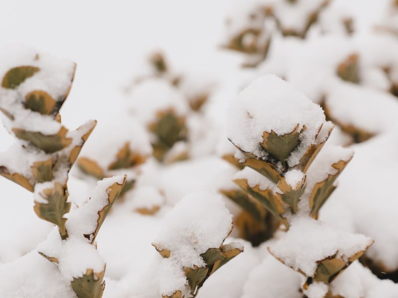 Frost & Cedar