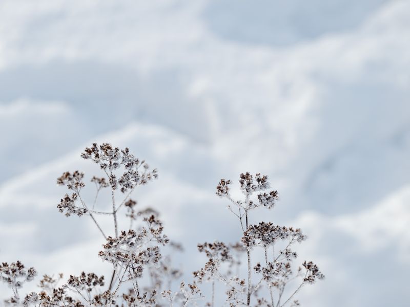 Frost & Cedar