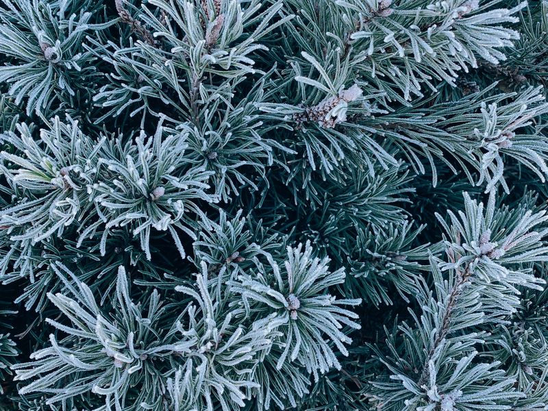 Frost & Cedar