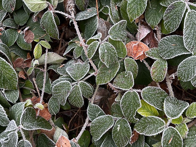 Frost & Cedar