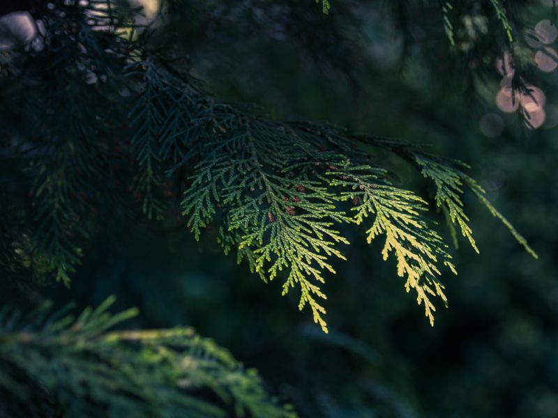 Frost & Cedar