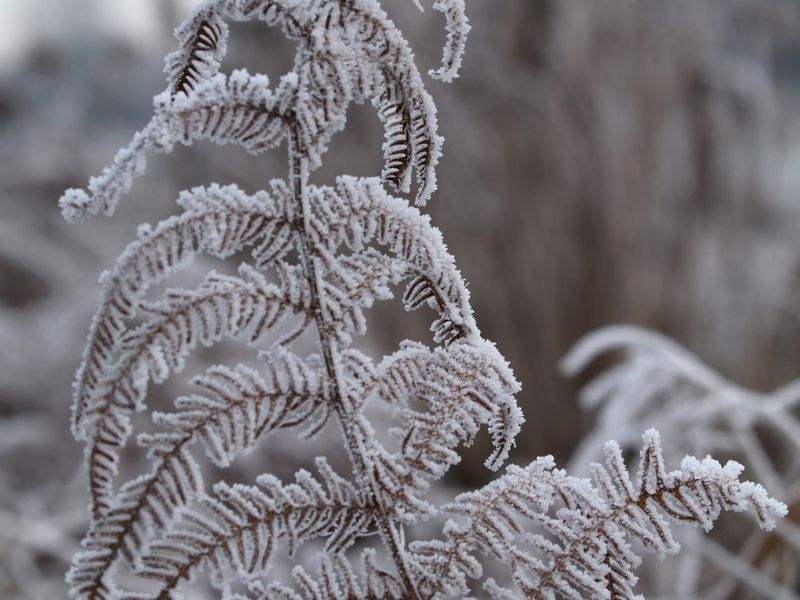 Frost & Cedar
