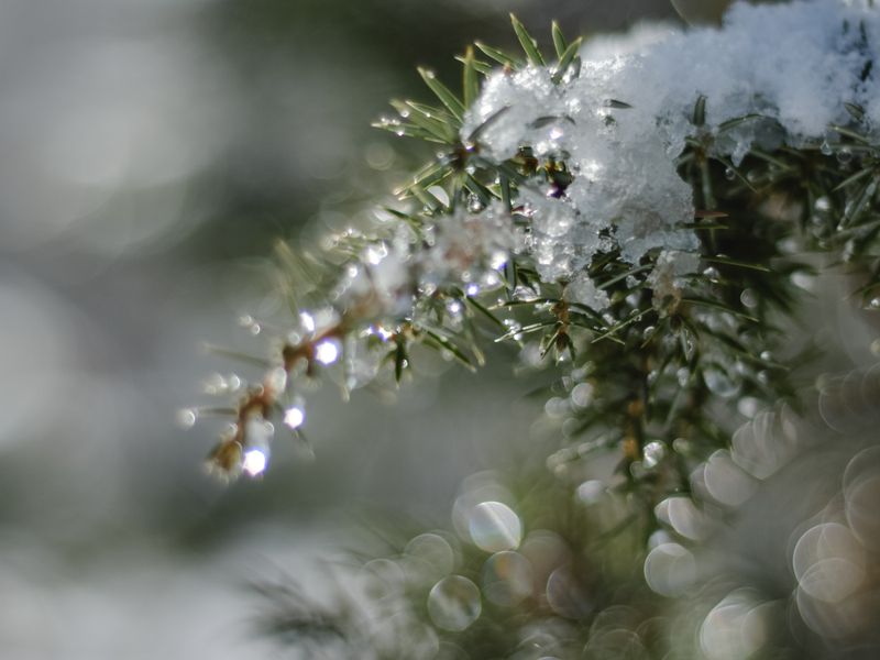 Frost & Cedar