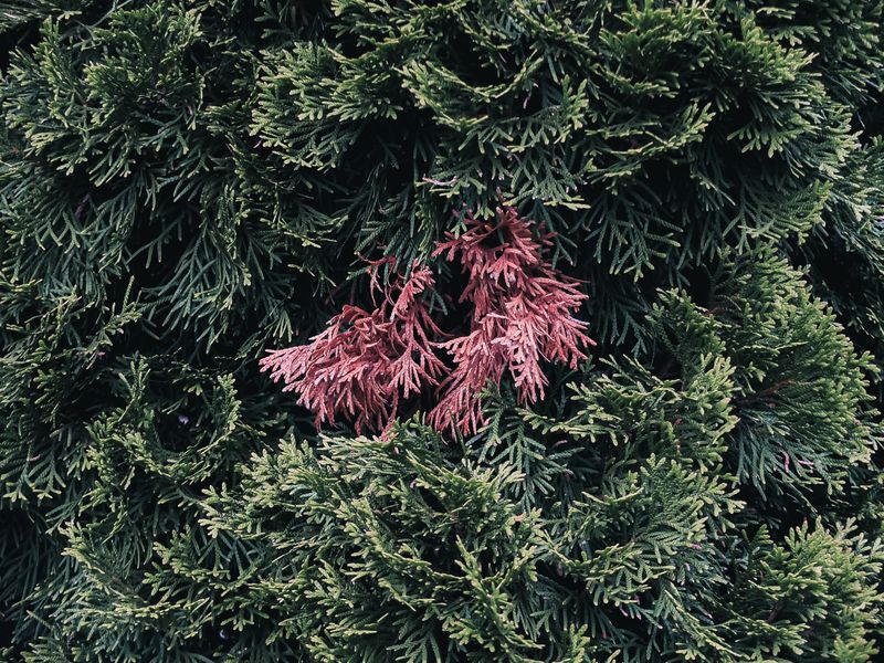 Frost & Cedar