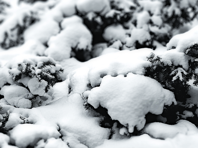 Frost & Cedar