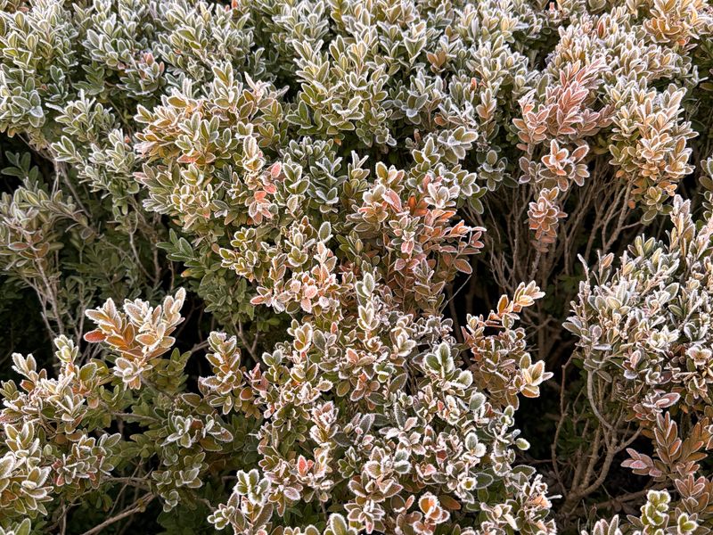 Frost & Cedar