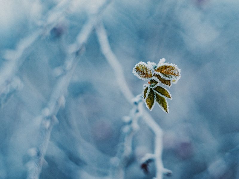 Frost & Cedar