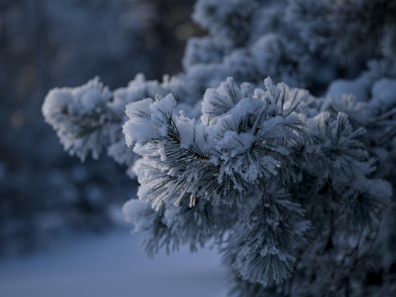 Frost & Cedar