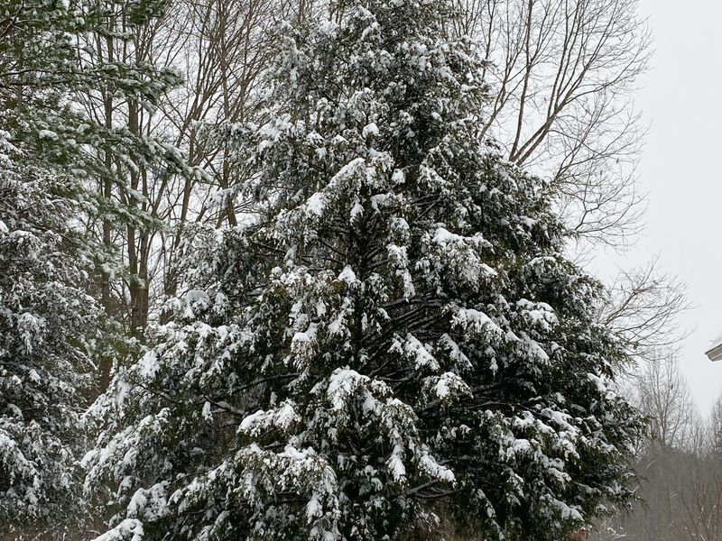 Frost & Cedar
