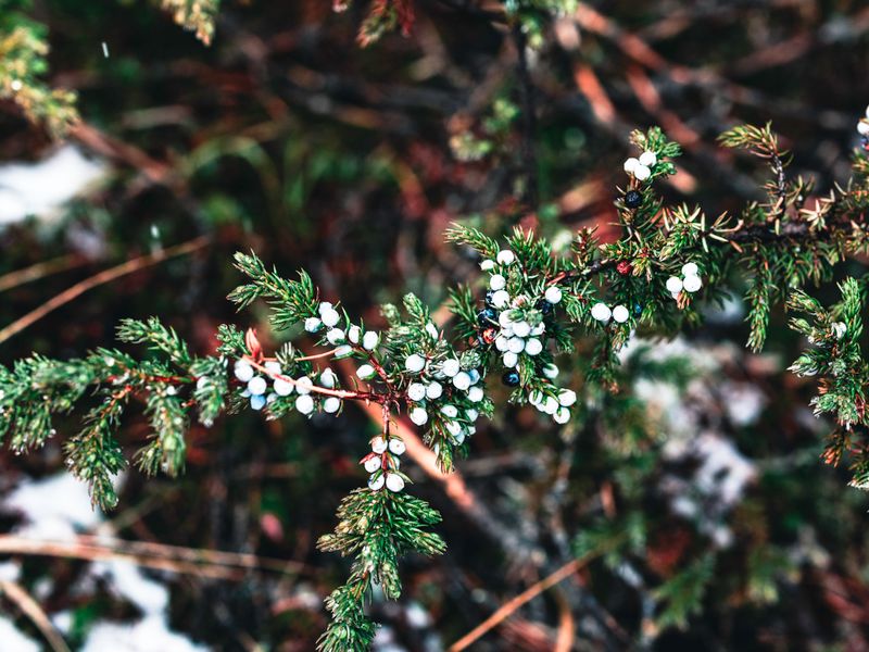 Frost & Cedar