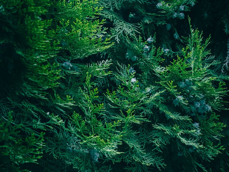 Frost & Cedar