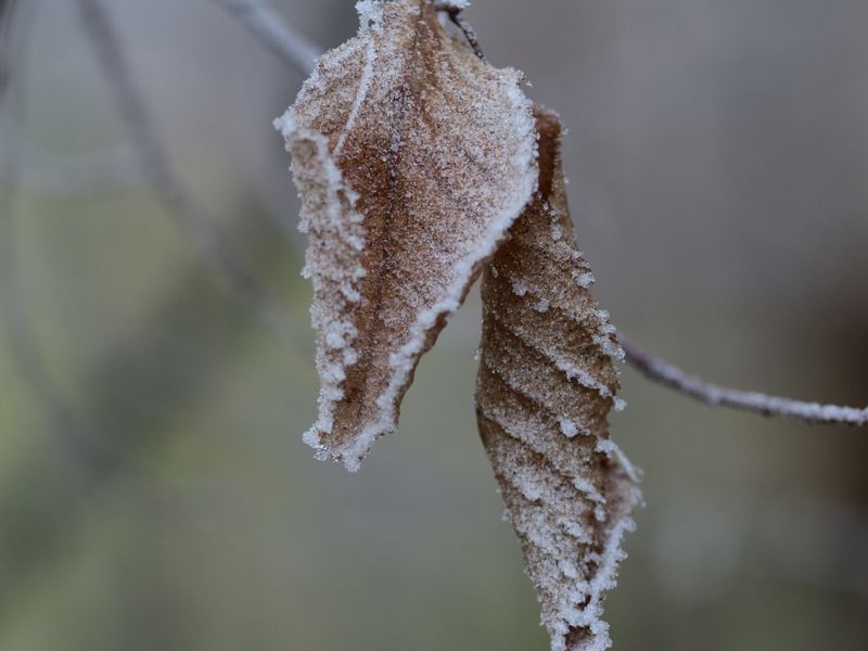 Frost & Cedar