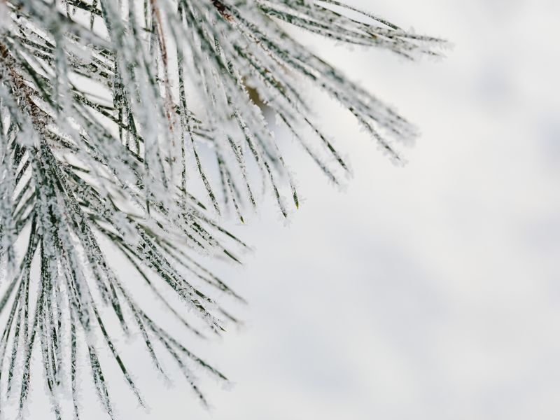 Frost & Cedar