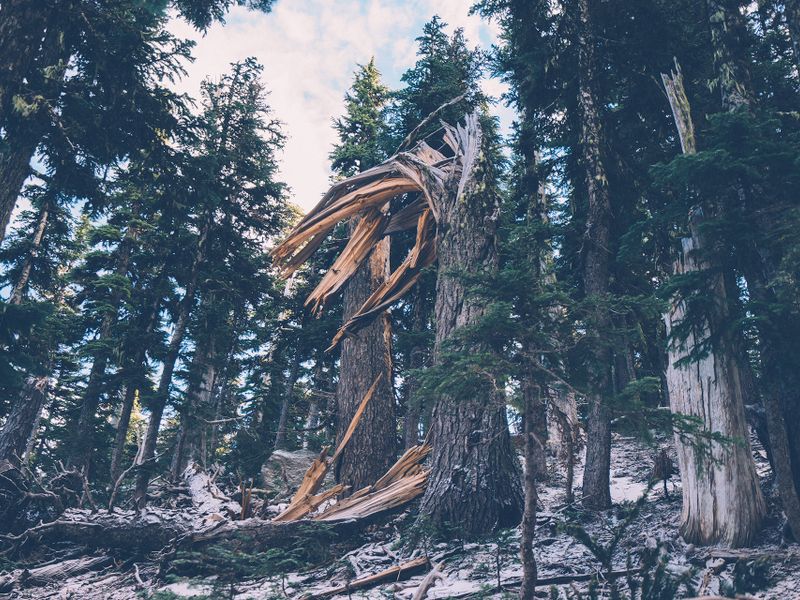 Frost & Cedar