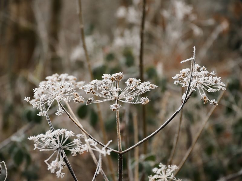 Frost & Cedar