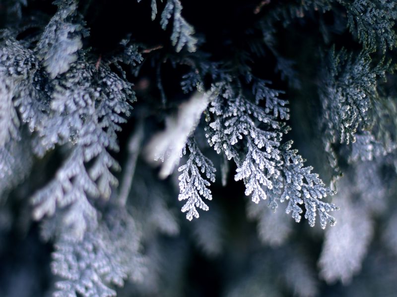 Frost & Cedar