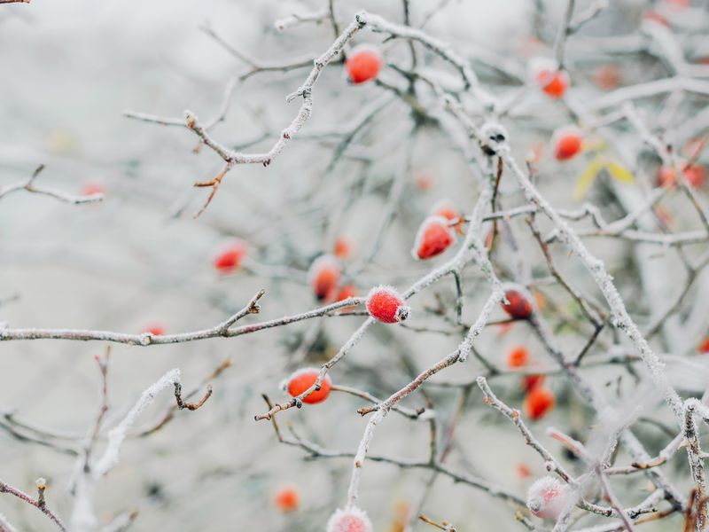 Frost & Cedar