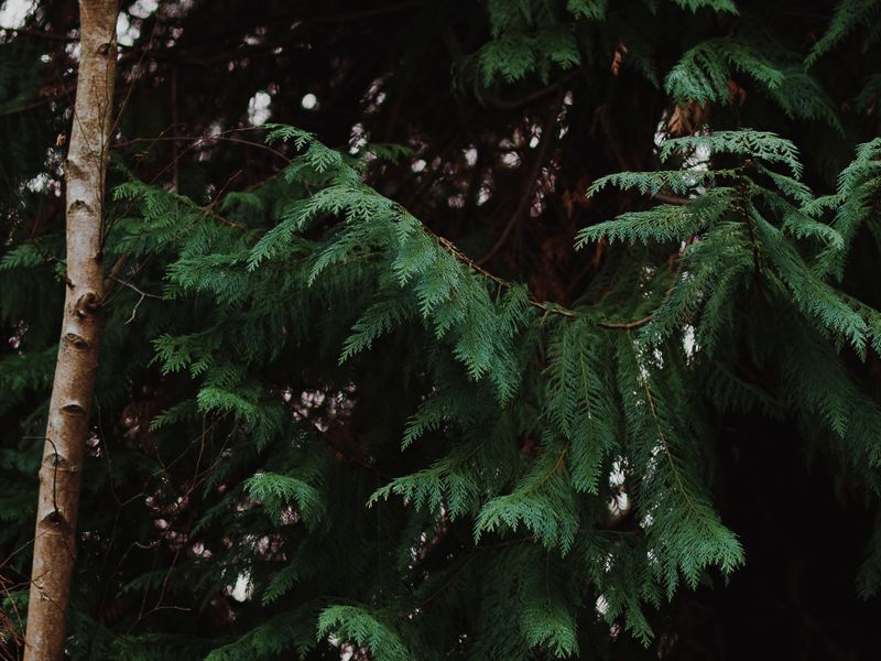 Frost & Cedar
