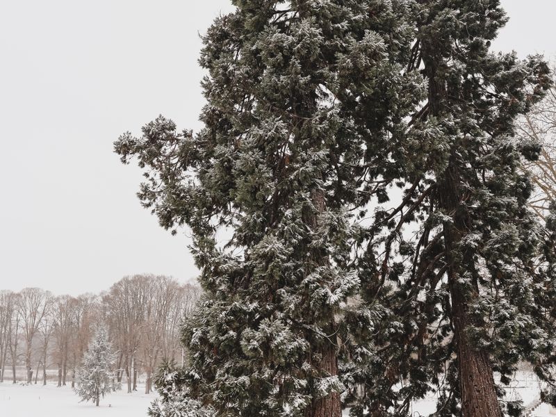 Frost & Cedar