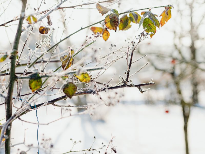 Frost & Cedar
