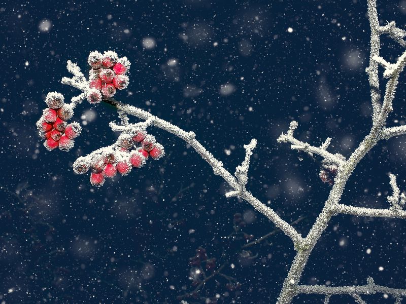 Frost & Cedar